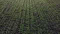 Green field young green small sprouts of cereal crops and on sunny day Royalty Free Stock Photo