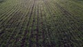 Green field young green small sprouts of cereal crops and on sunny day Royalty Free Stock Photo