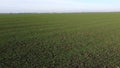 Green field young green sprouts of cereal crops and blue sky on sunny day Fast Royalty Free Stock Photo