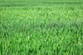 Green field of young rye Royalty Free Stock Photo