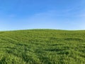 Green field with young shoots against the blue sky. Spring harvest of winter wheat. Large meadow and thick grass in sunny weather Royalty Free Stock Photo