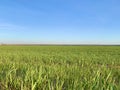 Green field with young shoots against the blue sky. Spring harvest of winter wheat. Large meadow and thick grass in sunny weather Royalty Free Stock Photo