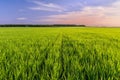 Green field of young shoots of cereal crops and the sky in the evening colors of the sunset Royalty Free Stock Photo