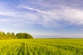 Green field of young shoots of grain crops. Beautiful summer landscape in evening colors Royalty Free Stock Photo