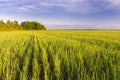 Green field of young shoots of grain crops. Beautiful summer landscape in evening colors Royalty Free Stock Photo