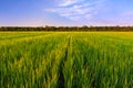 Green field of young shoots of grain crops. Beautiful summer landscape in evening colors Royalty Free Stock Photo