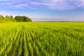 Green field of young shoots of grain crops. Beautiful summer landscape in evening colors Royalty Free Stock Photo