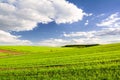 Green field of young shoots of wheat with a forest on the horizon and a blue sky with clouds Royalty Free Stock Photo