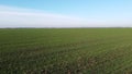 Green field young green small sprouts of cereal crops and blue sky on sunny day Royalty Free Stock Photo