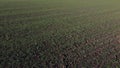 Green field young green small sprouts of cereal crops and on sunny day Royalty Free Stock Photo