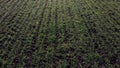 Green field young green small sprouts of cereal crops and on sunny day Royalty Free Stock Photo