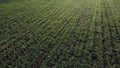 Green field young green small sprouts of cereal crops and on sunny day Royalty Free Stock Photo