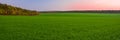 Green field of young sprouts of winter wheat and autumn forest on the horizon Royalty Free Stock Photo