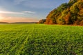 A green field of young sprouts of winter wheat on the edge of an autumn forest and the sky in the colors of the sunset. Beautiful Royalty Free Stock Photo