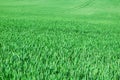 Green field of young wheat in spring