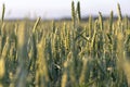 Green field of young wheat sprouts, to the horizon Royalty Free Stock Photo