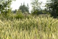 Green field of young wheat sprouts, to the horizon Royalty Free Stock Photo