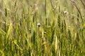 Green field of young wheat sprouts, to the horizon Royalty Free Stock Photo