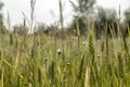 Green field of young wheat sprouts, to the horizon Royalty Free Stock Photo