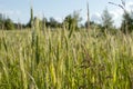 Green field of young wheat sprouts, to the horizon Royalty Free Stock Photo