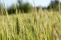 Green field of young wheat sprouts, to the horizon Royalty Free Stock Photo