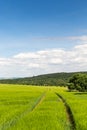 Green fields against blue sky with clouds and tracks of traktor