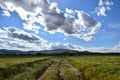 green fields of barley with scenic view on the mountain Klepa, North Macedonia