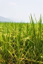 Green fields blue skies Royalty Free Stock Photo