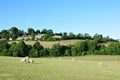 Green Fields with a Blue Sky Above Royalty Free Stock Photo