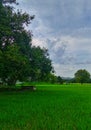 Green fields and blue sky