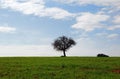 Green fields, blue sky, lonely tree