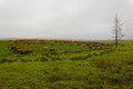 Green fields with cattle grazing, against rainy skies on a farm near George, South Africa Royalty Free Stock Photo