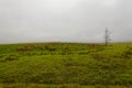 Green fields with cattle grazing, against rainy skies on a farm near George, South Africa Royalty Free Stock Photo