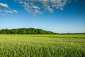 Green fields with cereal, forest and clouds on a blue sky Royalty Free Stock Photo