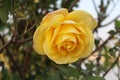 Sun light falling on the Yellow rose with green leave Royalty Free Stock Photo