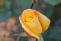 Sun light falling on the Yellow rose with green leave Royalty Free Stock Photo