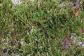 Green fields covered with blooming heather, summer, wildlife