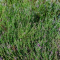 Green fields covered with blooming heather, summer, wildlife