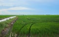 Green fields cultivated with rice plants. July in the Albufera of Valencia