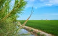 Green fields cultivated with rice plants. July in the Albufera of Valencia