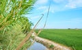 Green fields cultivated with rice plants. July in the Albufera of Valencia