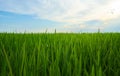 Green fields cultivated with rice plants. July in the Albufera of Valencia