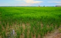 Green fields cultivated with rice plants. July in the Albufera of Valencia