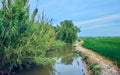 Green fields cultivated with rice plants. July in the Albufera of Valencia