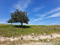 Green fields and a carob tree in Cyprus at Larnaca district during spring Royalty Free Stock Photo