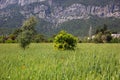 Among the green fields dotted with millet, rye, growing orange tree Royalty Free Stock Photo