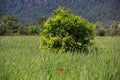 Among the green fields dotted with millet, rye, growing orange tree Royalty Free Stock Photo