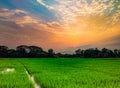 green fields evening sunset There are visible noise in pixels Royalty Free Stock Photo