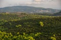 Green fields and forest in Zakynthos, Greece. Sunset pine trees, olive groves and sea view on a greek island.Mediterranean sunset Royalty Free Stock Photo