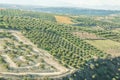 Green fields full of olive trees. Crete, Greece, Europe Olive trees in fields. Royalty Free Stock Photo